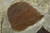 Plate with Four Fossil Leaves (Two Species) - Montana #269455-3